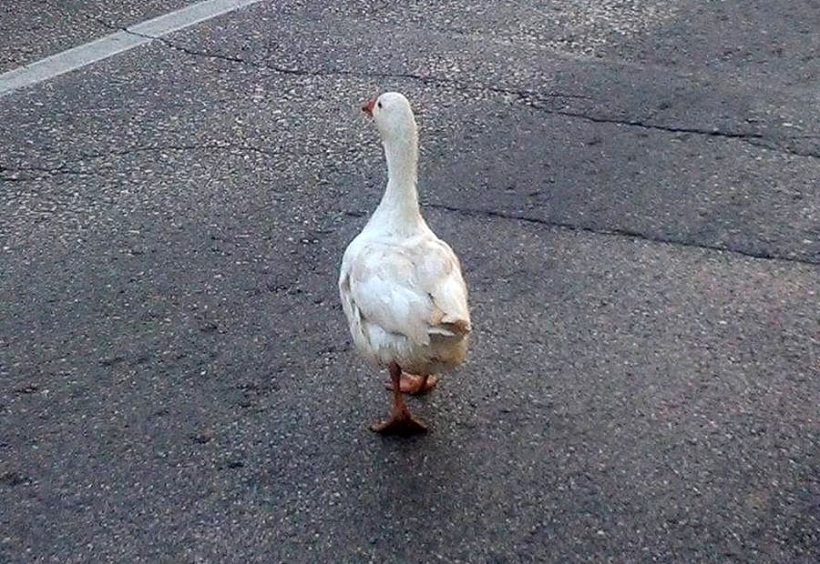 Izgubljeni gusan traži vlasnika