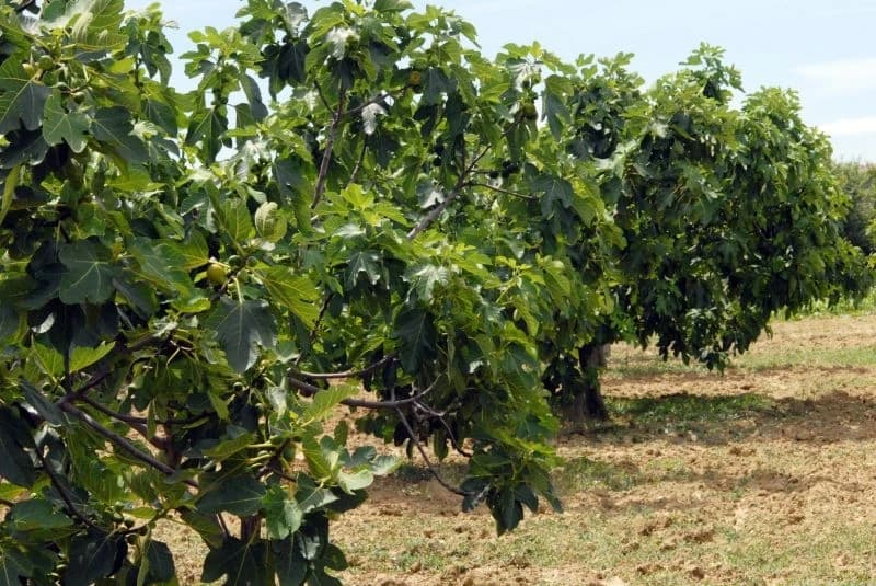 Plantaža smokava