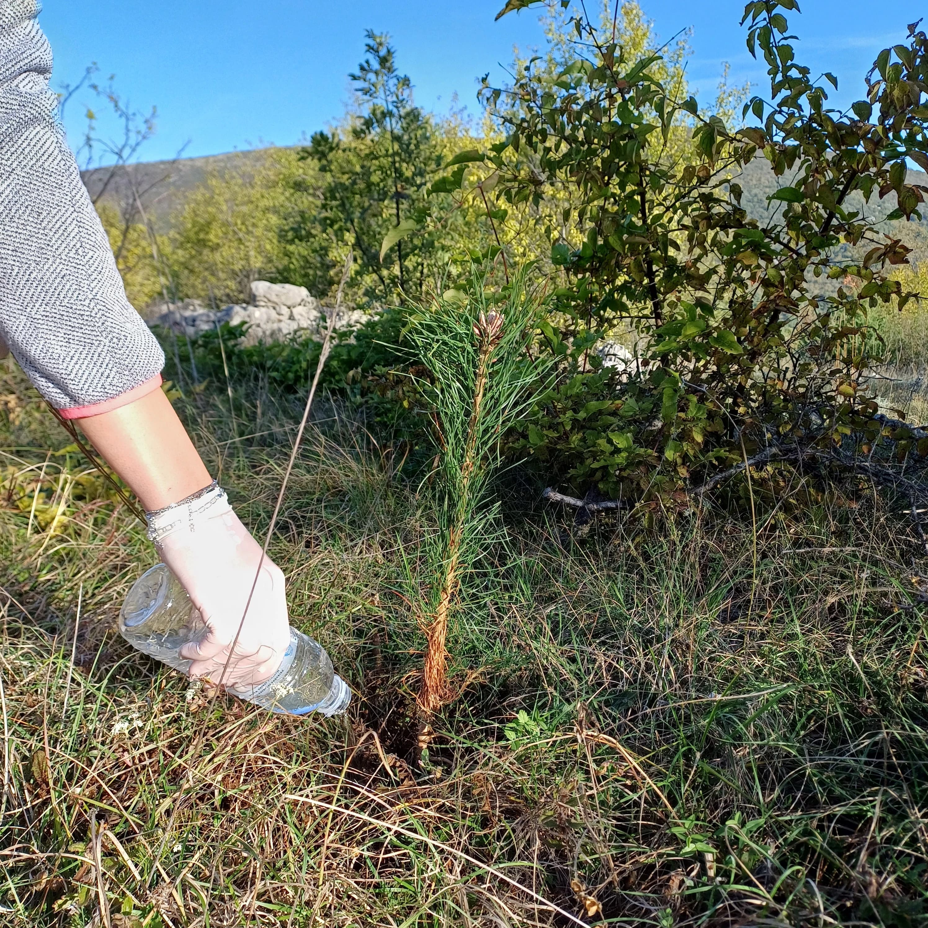 Foto:PR/ Volonterska radionica pošumljavanja bijelog bora na brdu Mikuljača