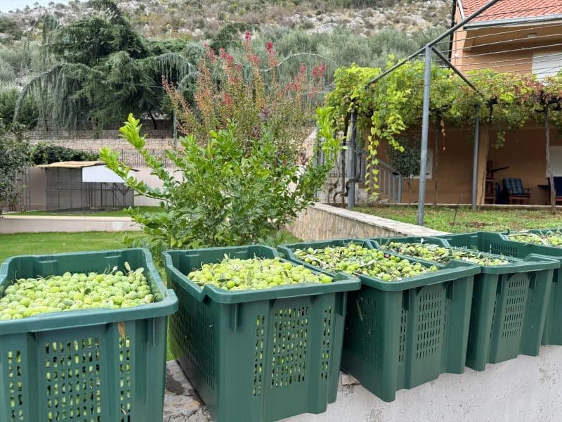 Berba maslina u Maslinjaku Savić kod Mostara