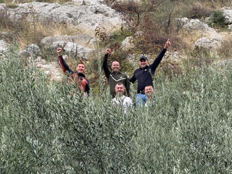 Berba maslina u Maslinjaku Savić kod Mostara