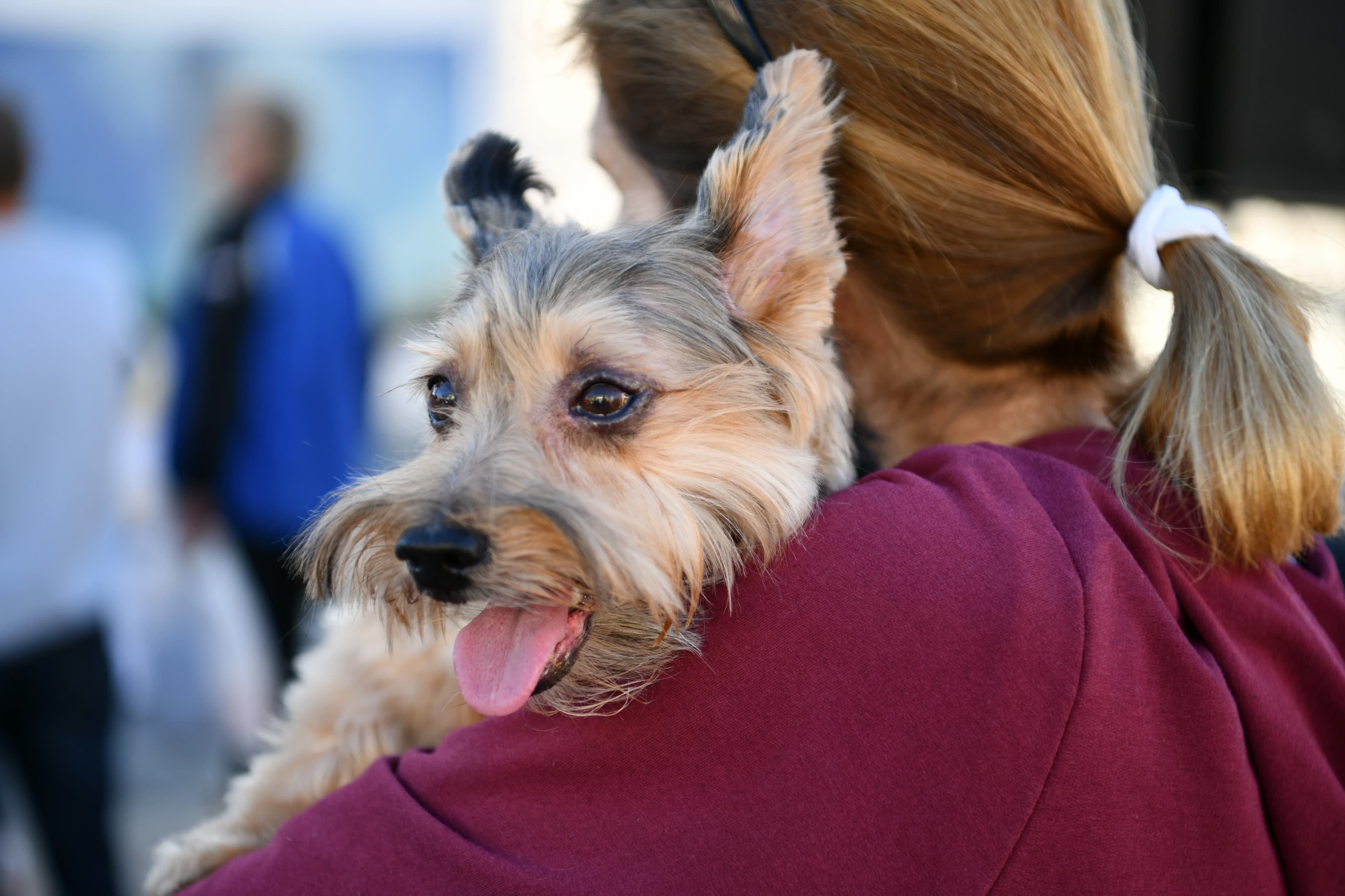 Foto:PR/ Dogs Trust druženje “Banja Luka za ljubav i odgovornost prema psima”