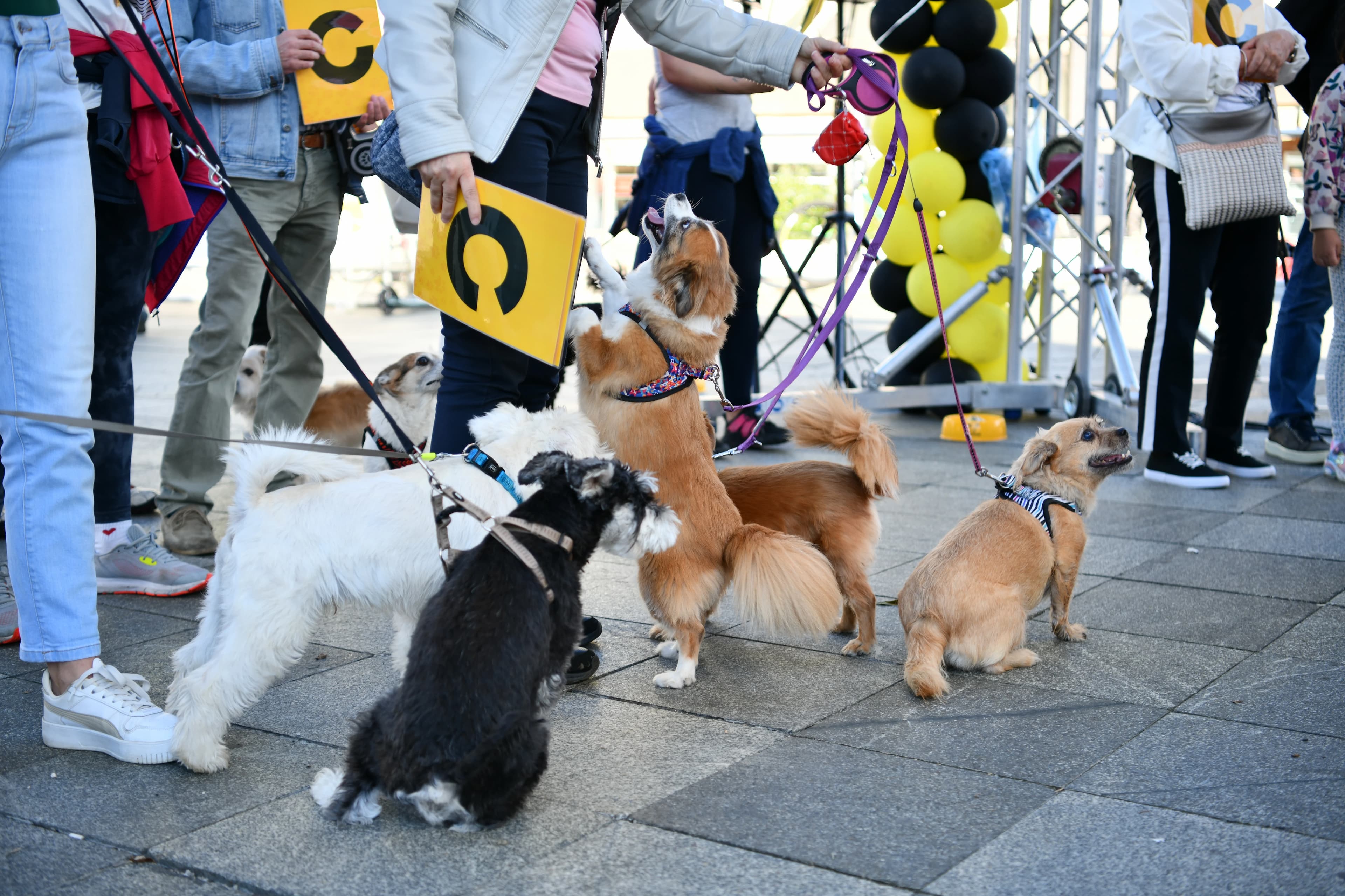 Foto:PR/ Dogs Trust druženje “Banja Luka za ljubav i odgovornost prema psima”