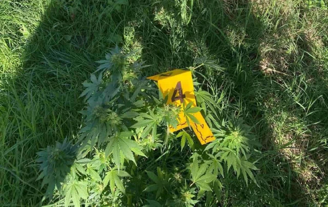 Biljke zaplijenjene u pretresu u Čapljini