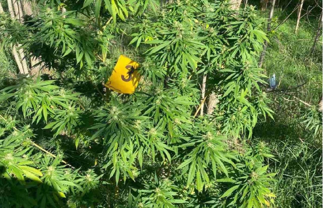 Biljke zaplijenjene u pretresu u Čapljini