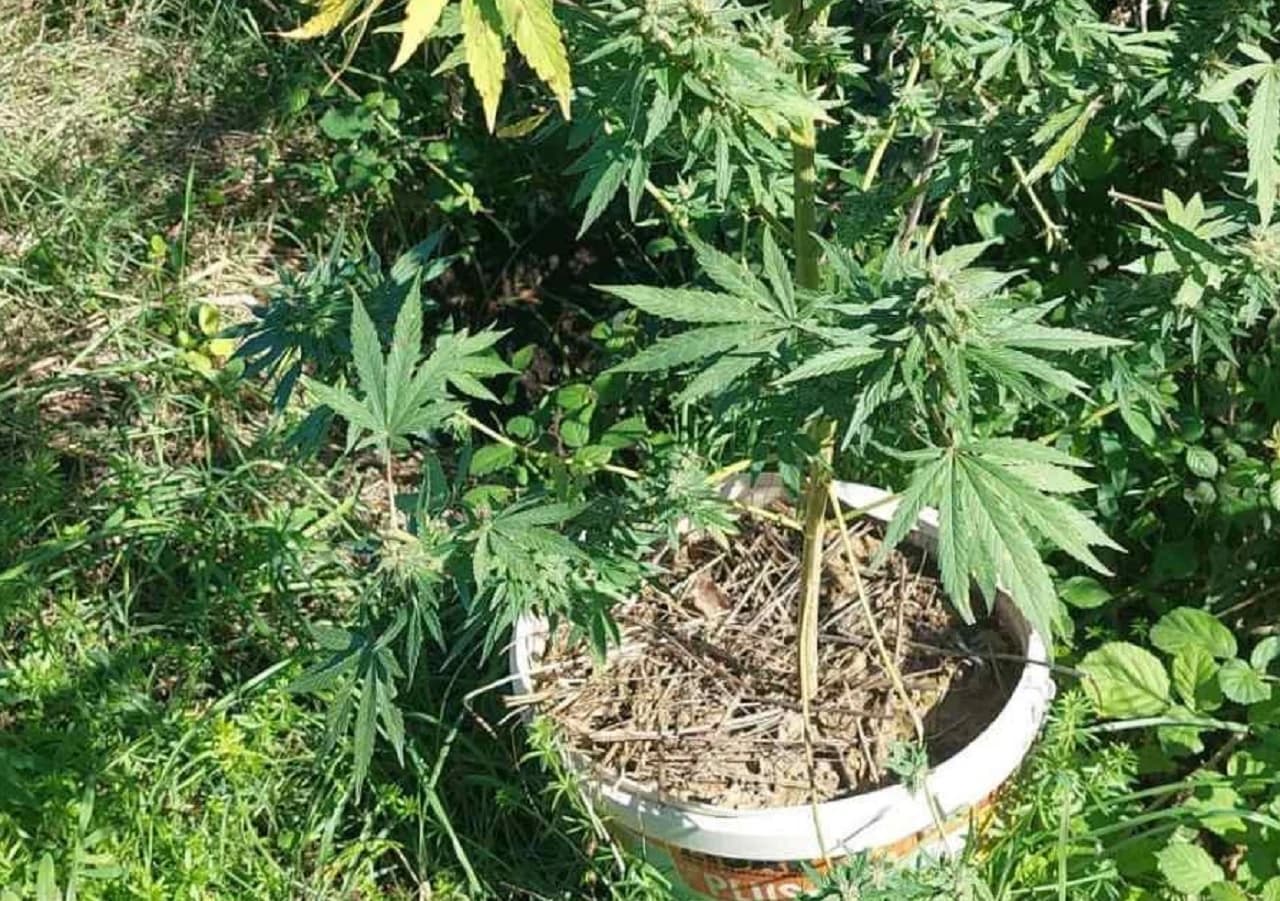 Biljke zaplijenjene u pretresu u Čapljini