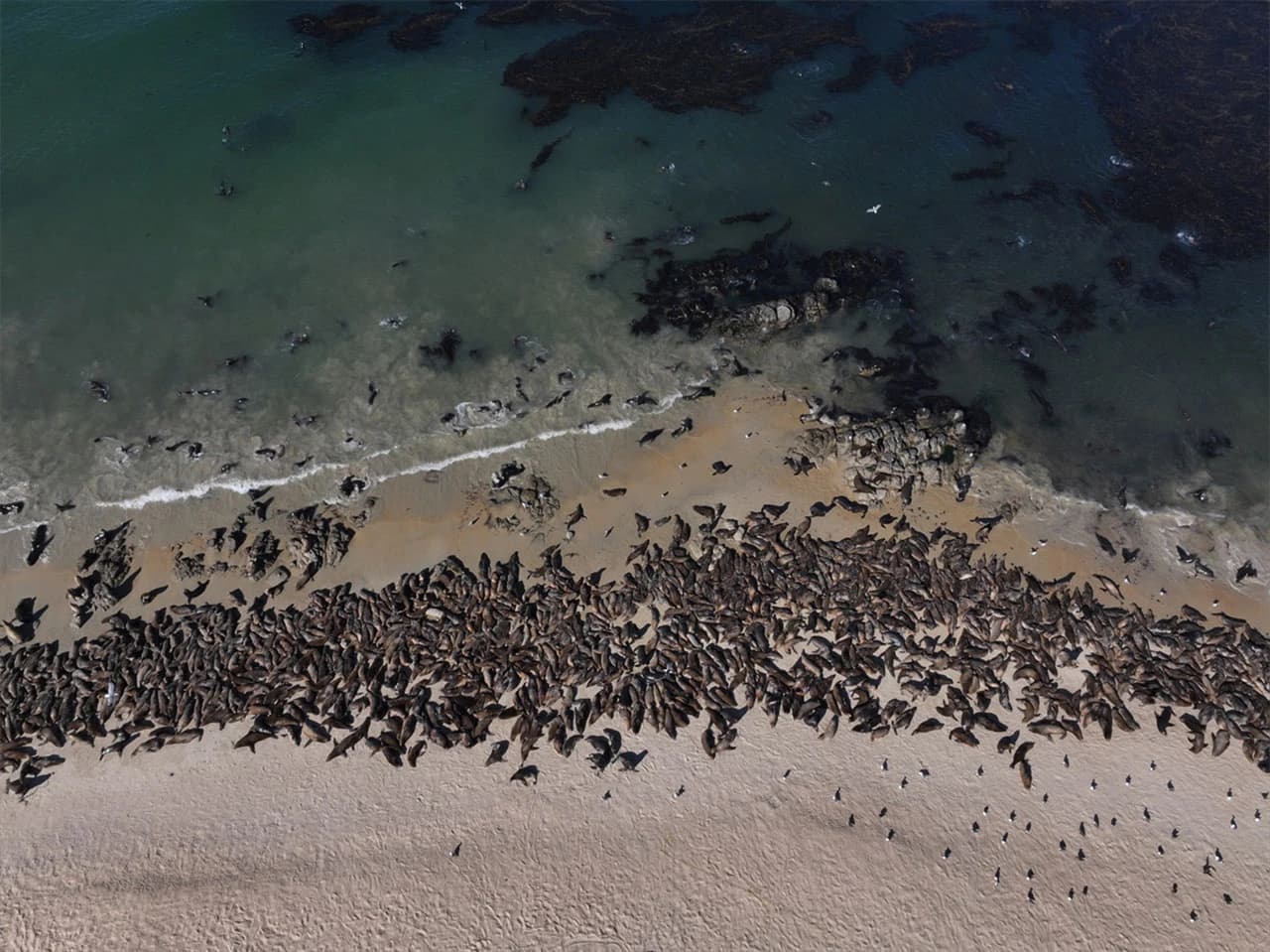 Morski lavovi preplavili plaže u Kaliforniji