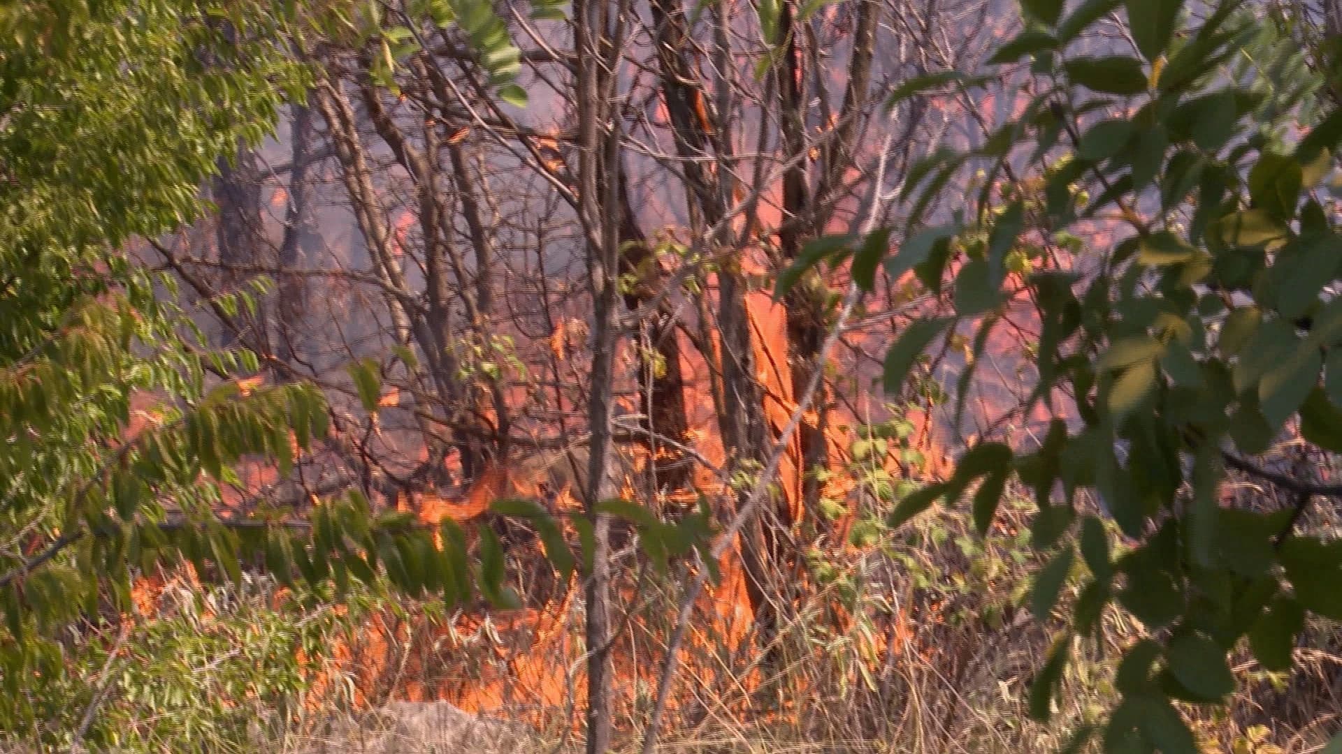 Požar u Dobroselskom gaju
