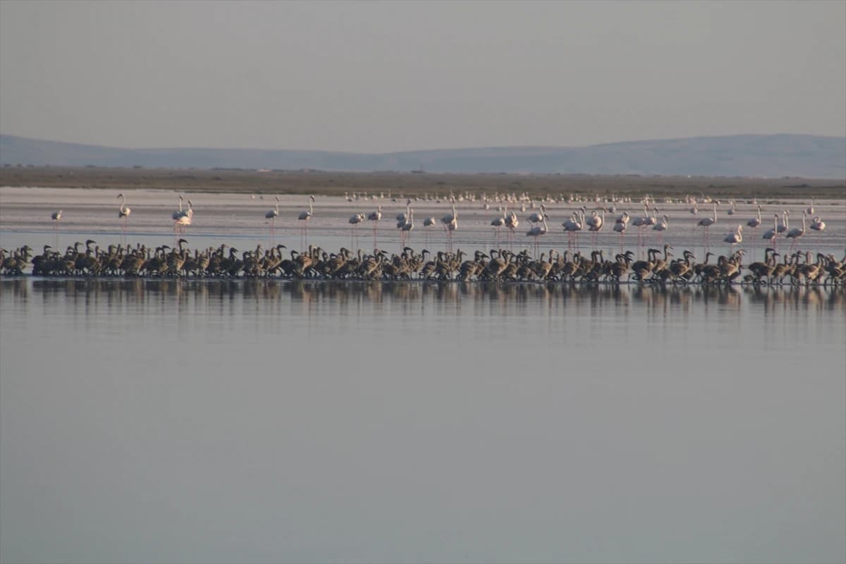 Flamingosi na jezeru Tuz
