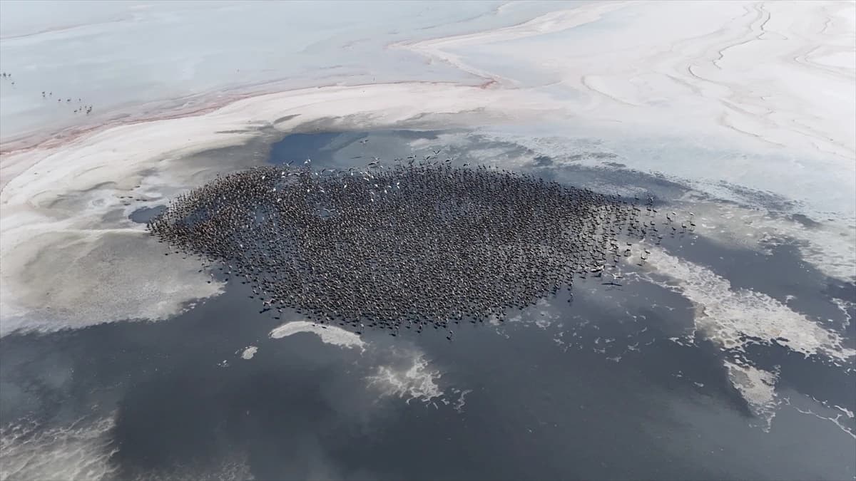 Flamingosi na jezeru Tuz