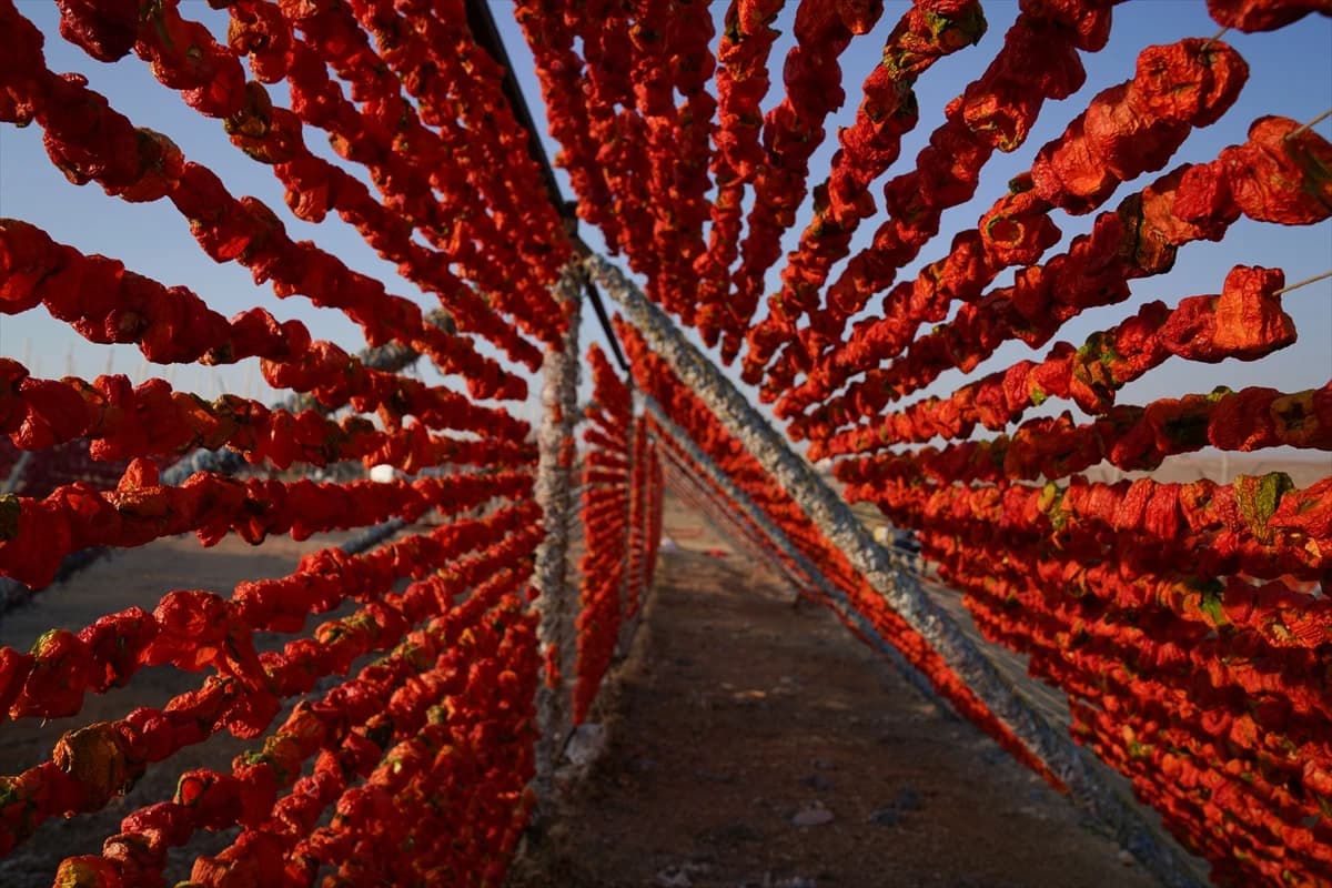 Sušenje povrća na visokim temperaturama ljetnje okuse čuva za zimu
