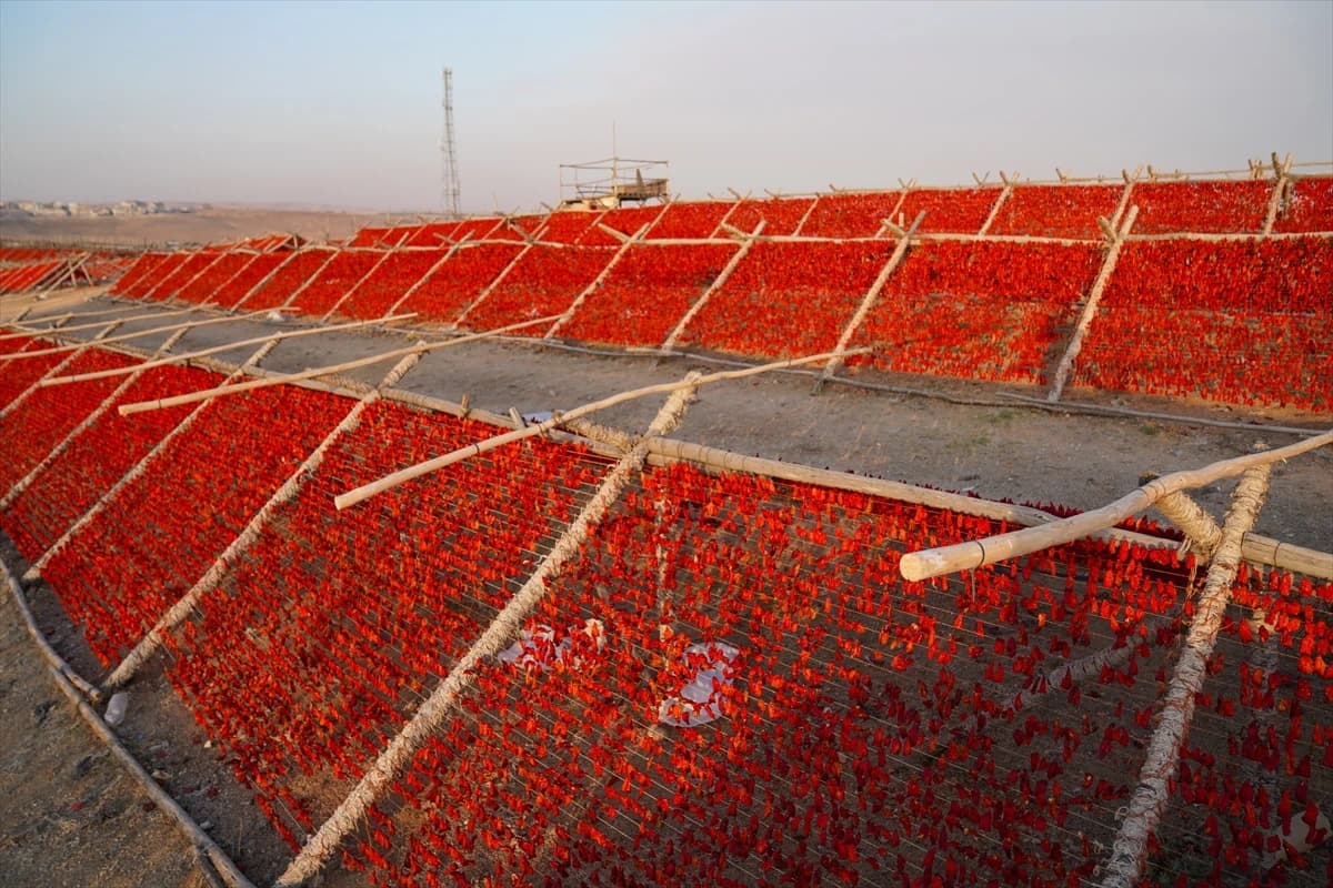Sušenje povrća na visokim temperaturama ljetnje okuse čuva za zimu
