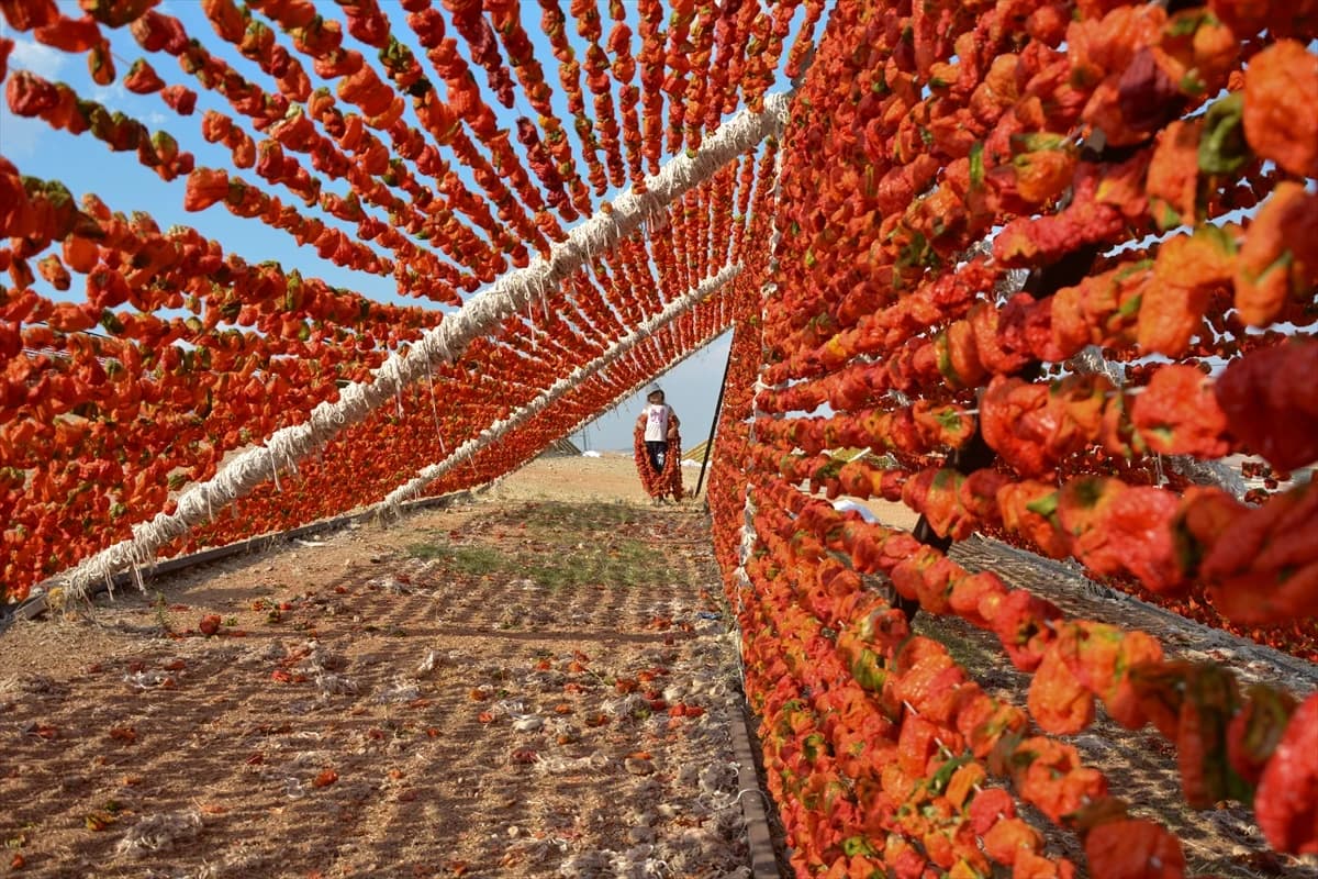 Sušenje povrća na visokim temperaturama ljetnje okuse čuva za zimu