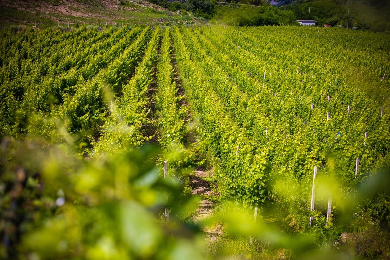 Foto: Bljesak.info/Plantaže