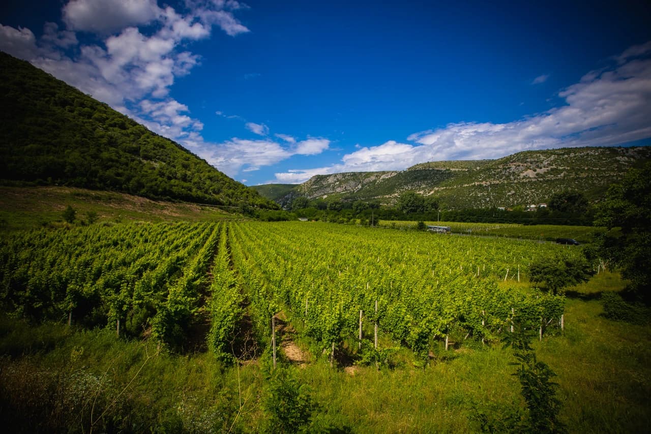 Foto: Bljesak.info/VInograd u blizini manastira