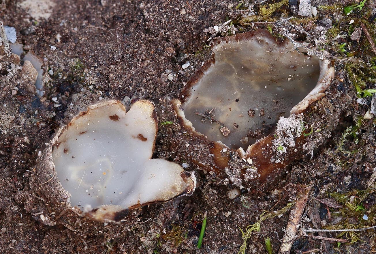 Geopora nicaeensis | Foto: MycoBH