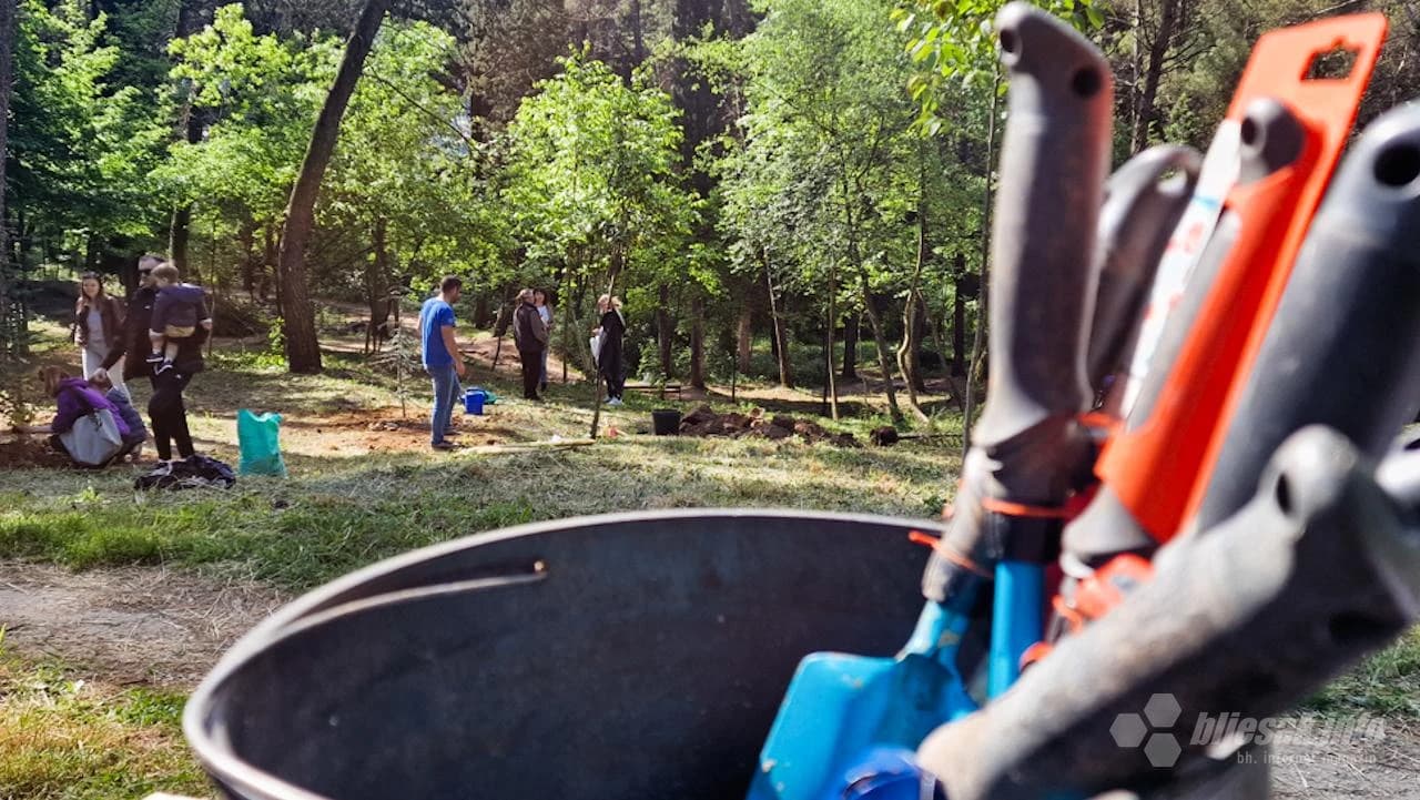 Zasađene nove sadnice na Trimuši