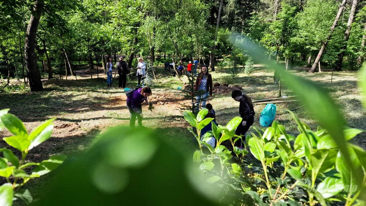 Zasađene nove sadnice na Trimuši