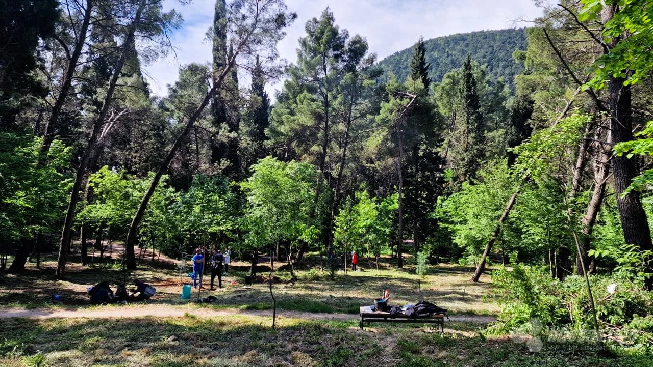 Zasađene nove sadnice na Trimuši