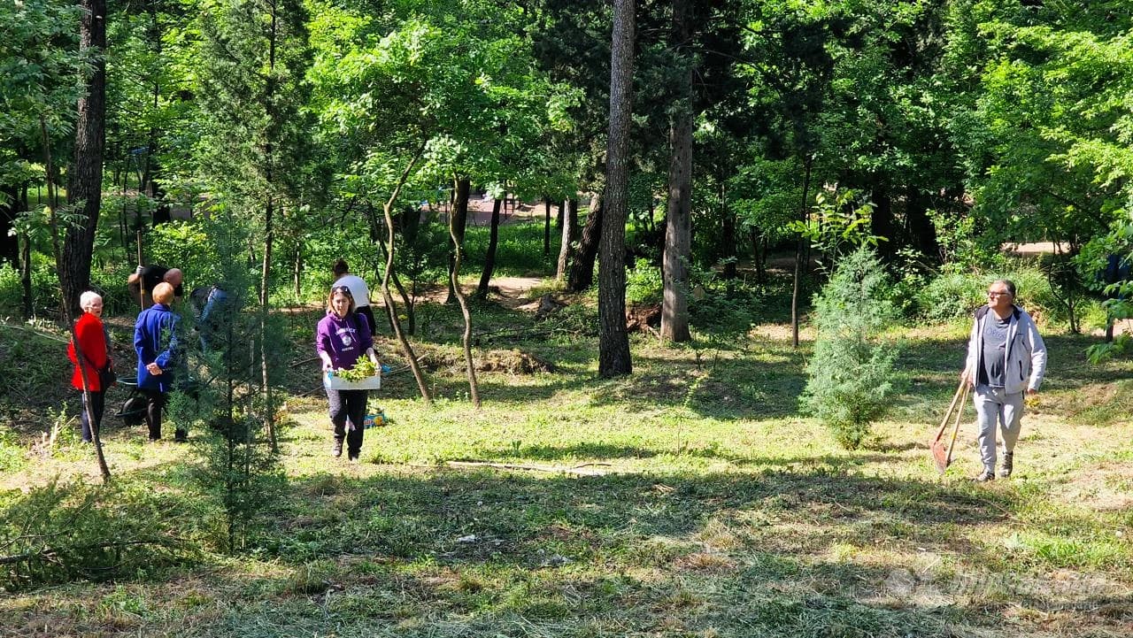 Zasađene nove sadnice na Trimuši