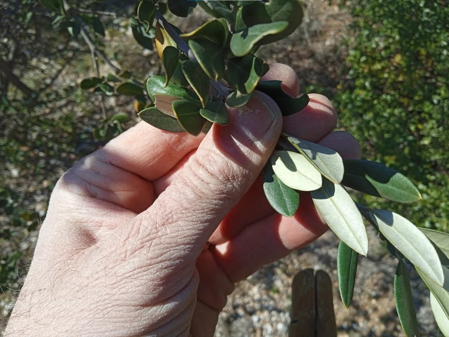 Brotnjo je maslinarski kraj od prapovijesnih vremena, najsjevernije i jedinstveno nalazište divljih maslina u BiH