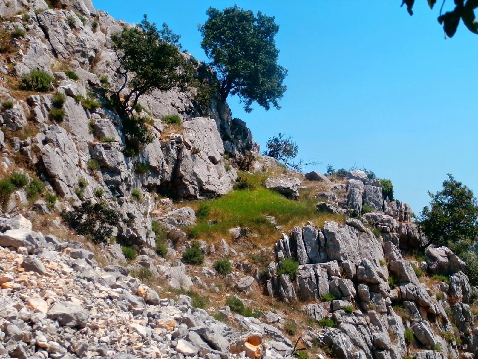 Brotnjo je maslinarski kraj od prapovijesnih vremena, najsjevernije i jedinstveno nalazište divljih maslina u BiH