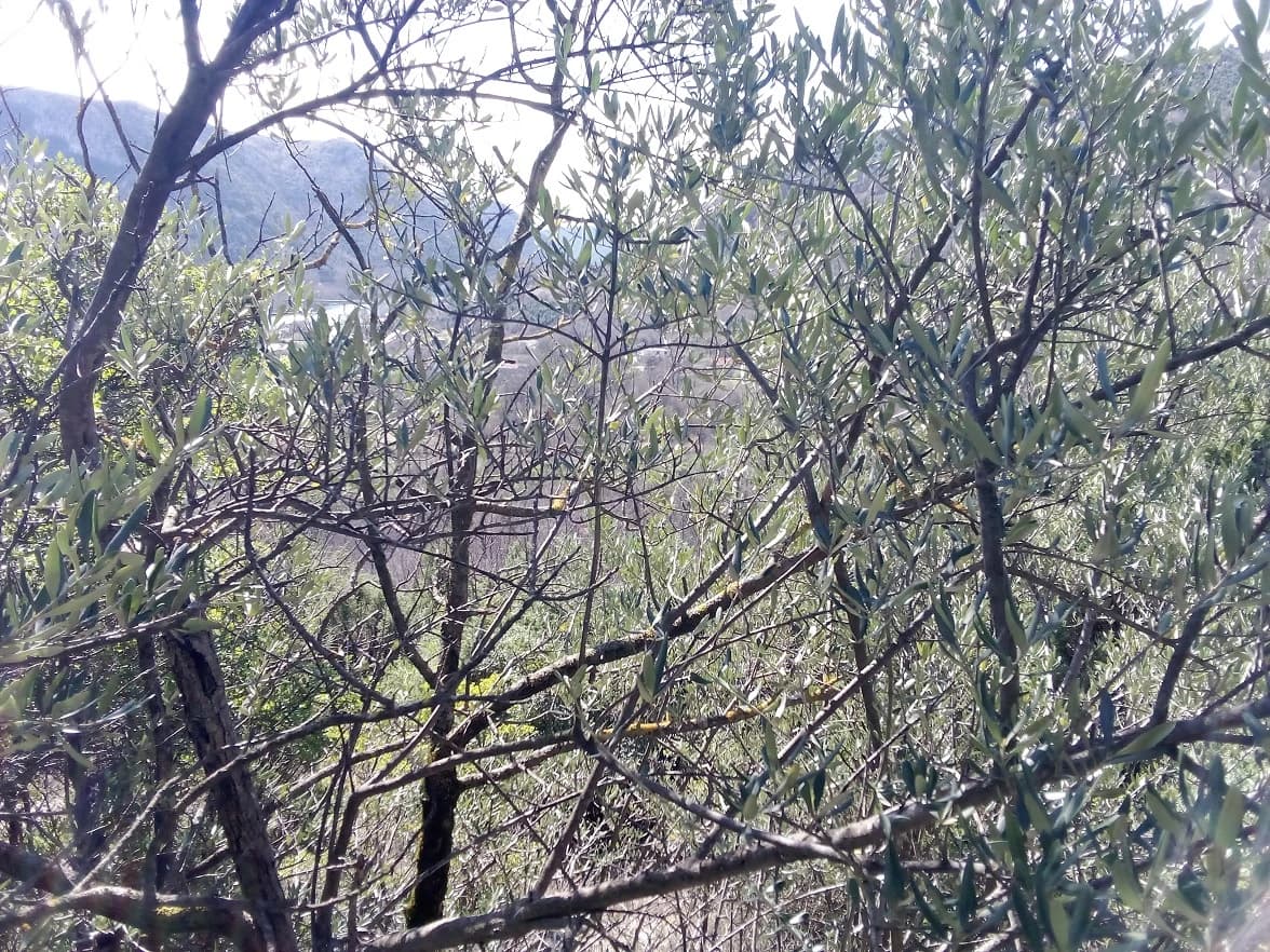 Brotnjo je maslinarski kraj od prapovijesnih vremena, najsjevernije i jedinstveno nalazište divljih maslina u BiH