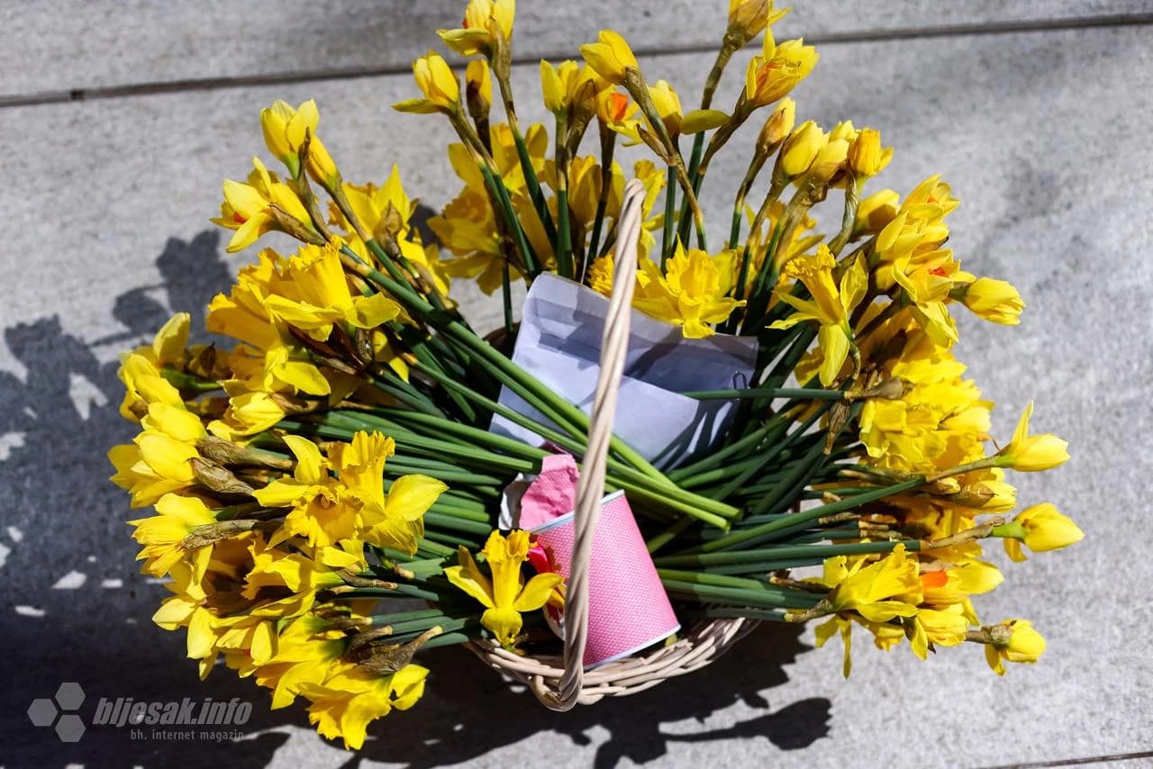 Puna košara narcisa
