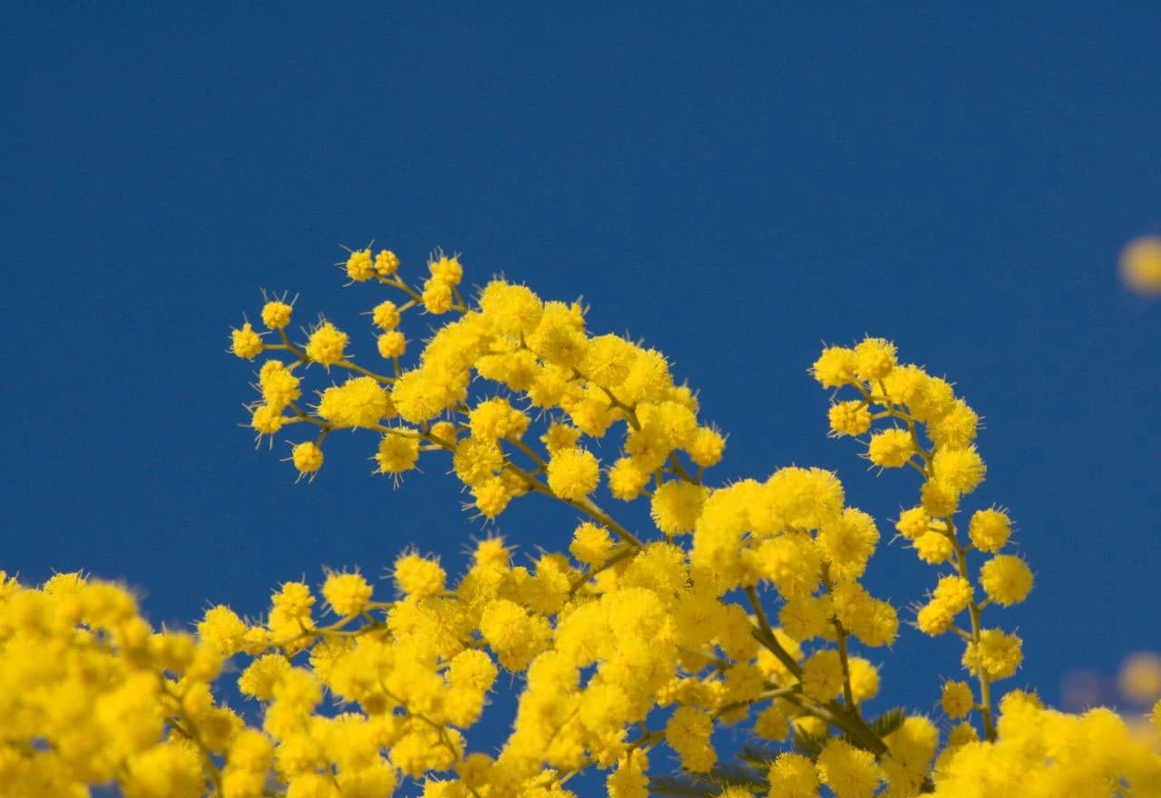 Stablo mimoze se može prorjeđivati