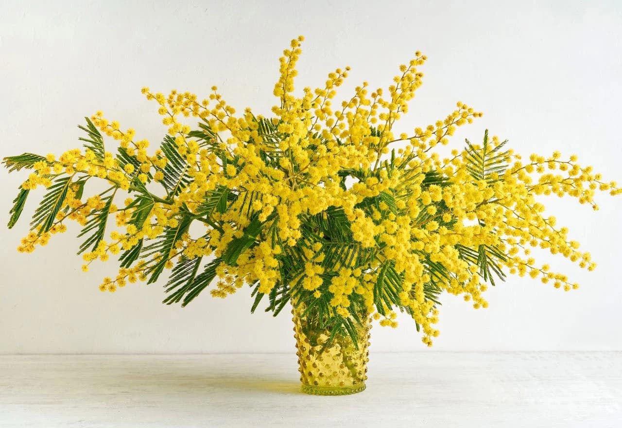 Svoj interijer uljepšaj cvjetovima mimoze