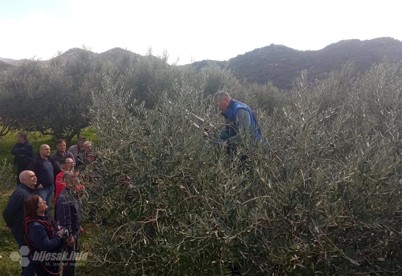 Hercegovački maslinari u Neumu učili o rezidbi maslina