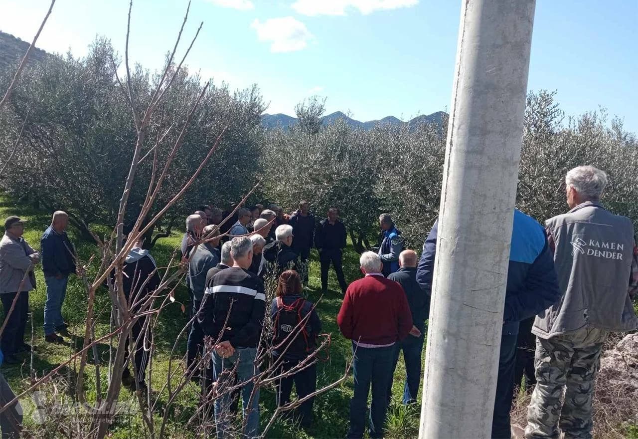 Hercegovački maslinari u Neumu učili o rezidbi maslina