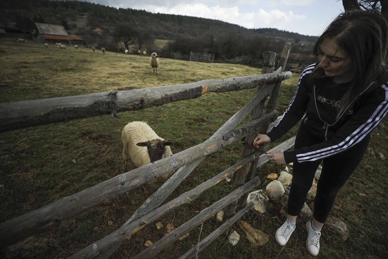 Na farmi je sedam muznih krava, tridesetak ovaca...