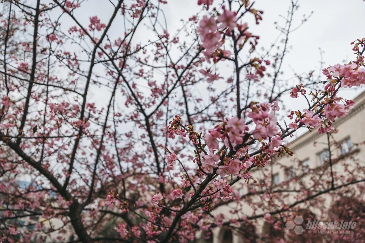 Procvjetala stabla japanske trešnje 