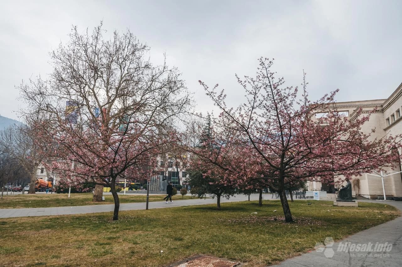 Procvjetala stabla japanske trešnje 