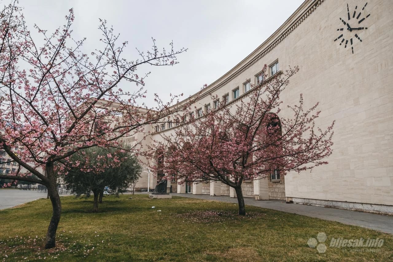 Procvjetala stabla japanske trešnje 