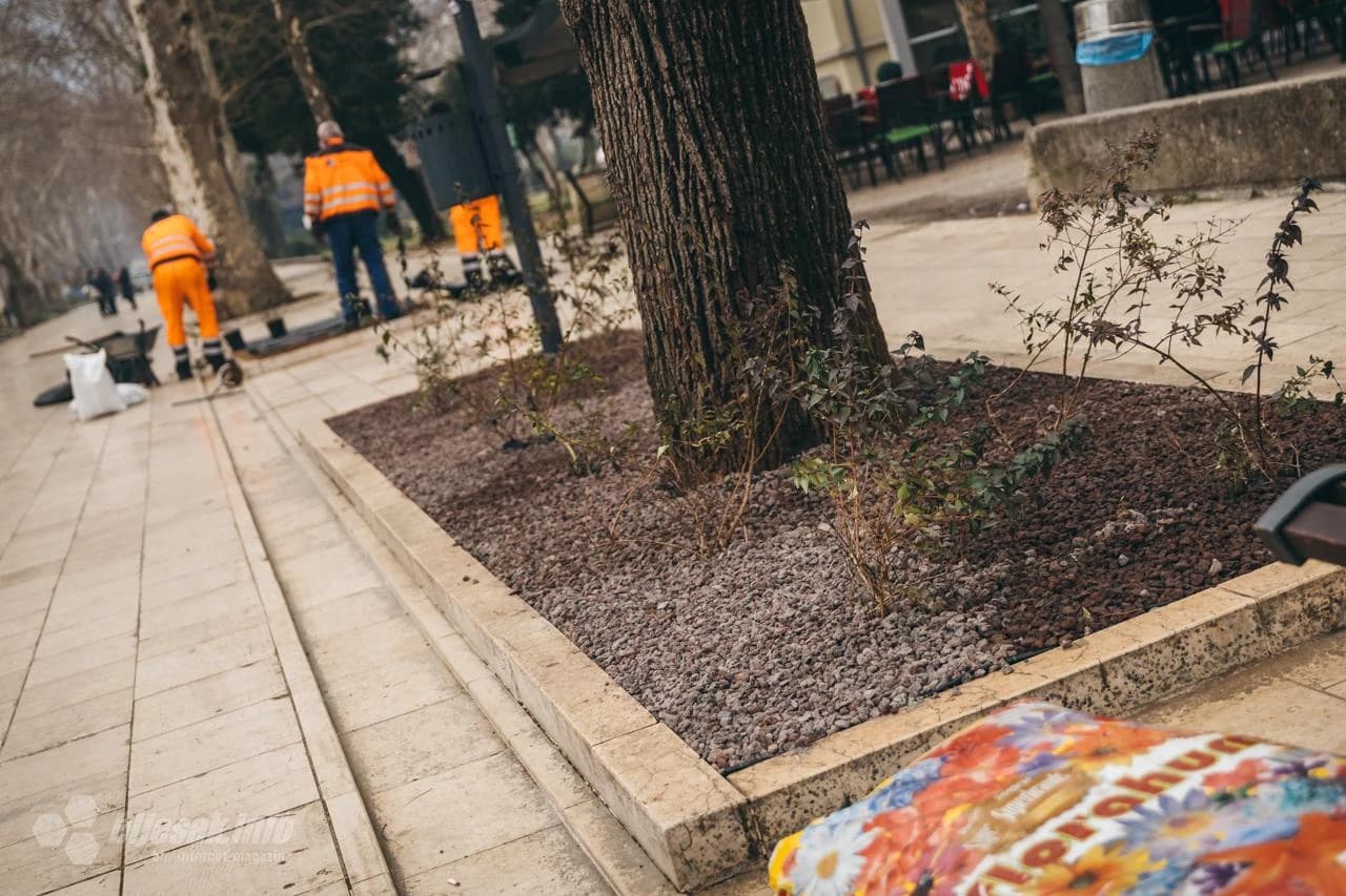 Radnici JP Parkovi sade zelenilo
