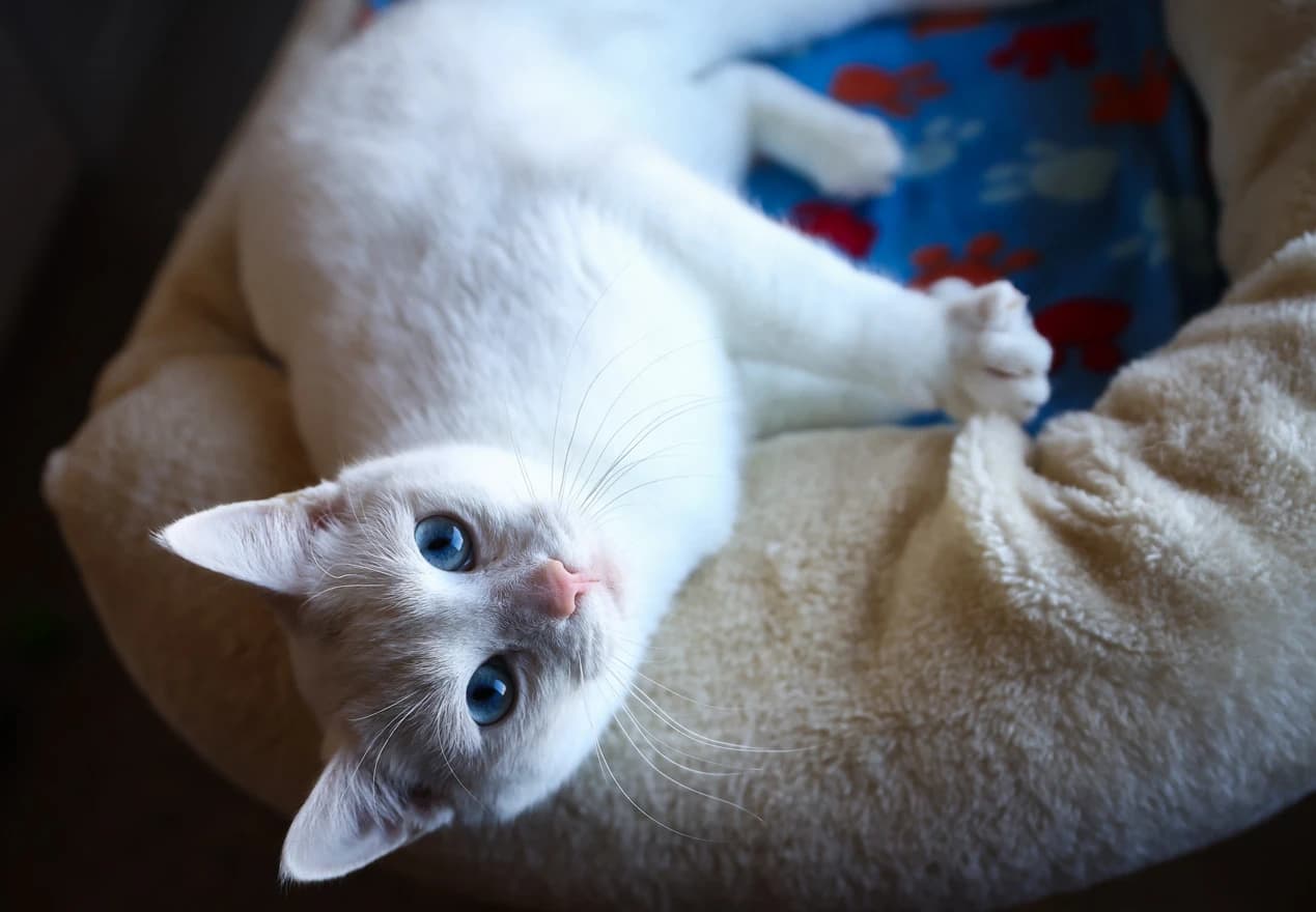 Donacija hrane Animal care centru