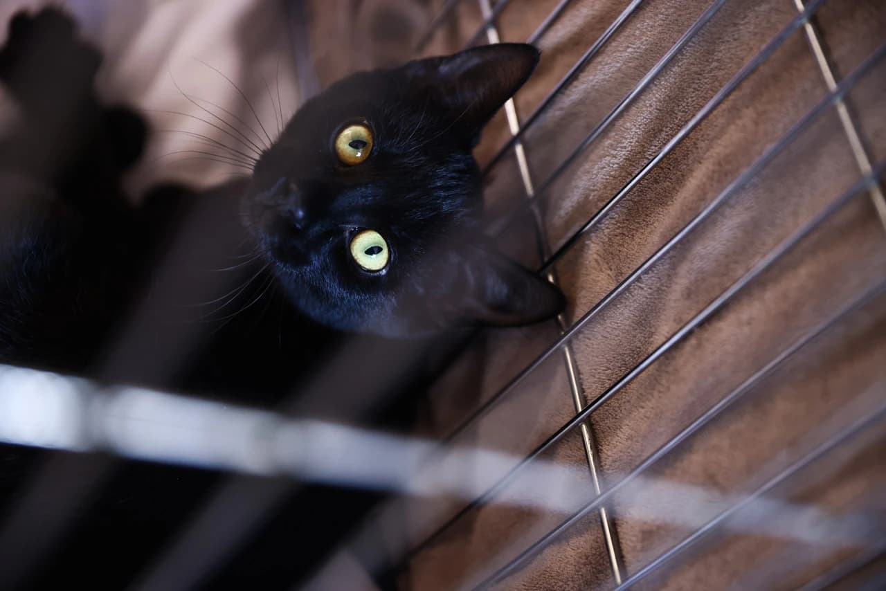 Donacija hrane Animal care centru