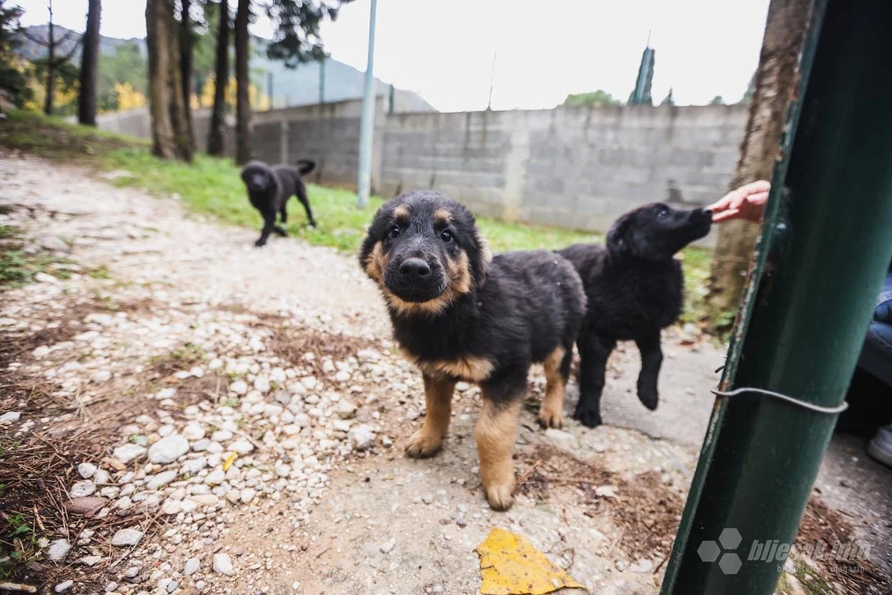 Psi zalutali u mostarsko poduzeće Vodovod...