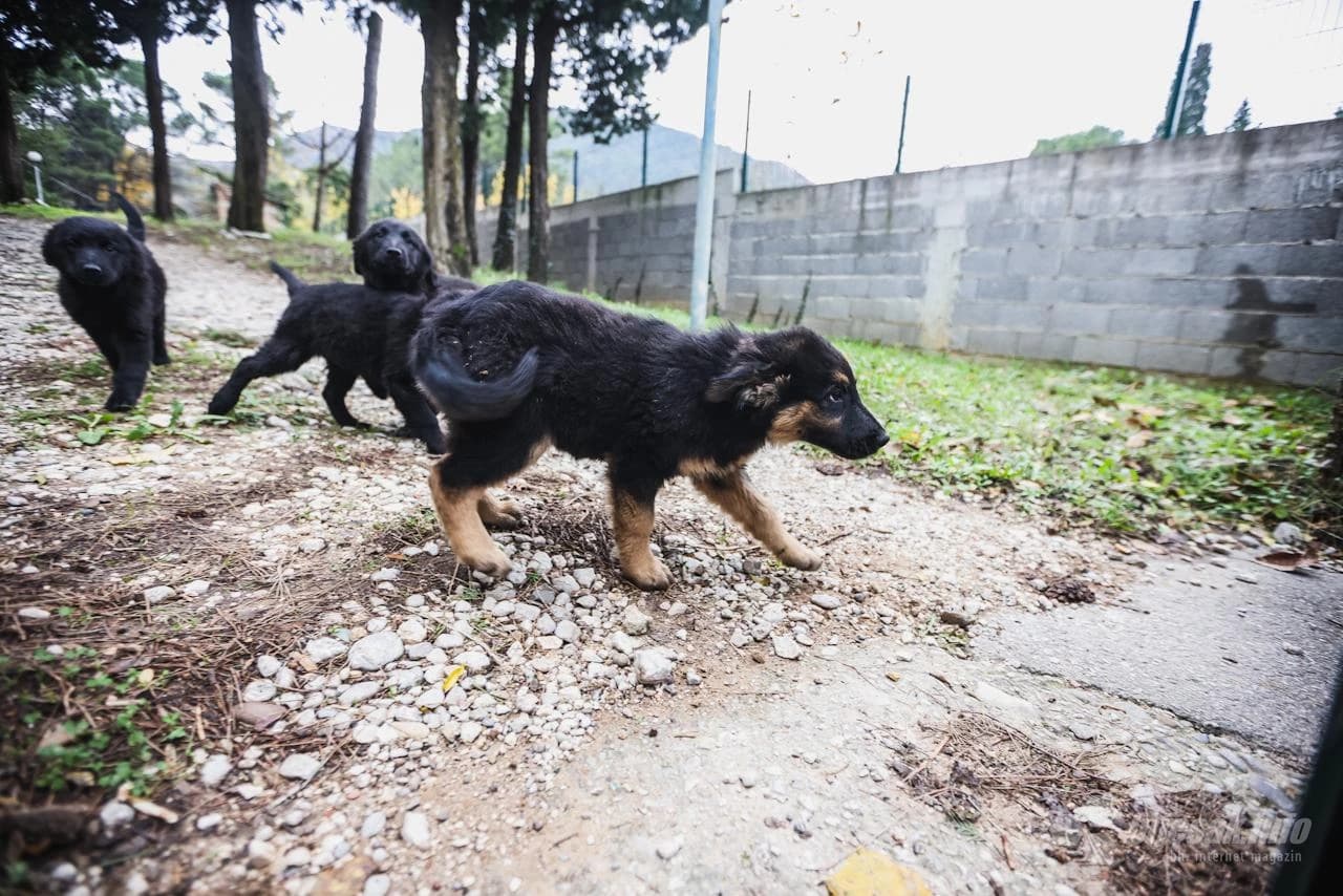 Psi zalutali u mostarsko poduzeće Vodovod...