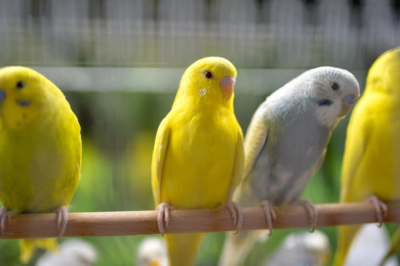 PET CITY, najveći lanac trgovina za kućne ljubimce