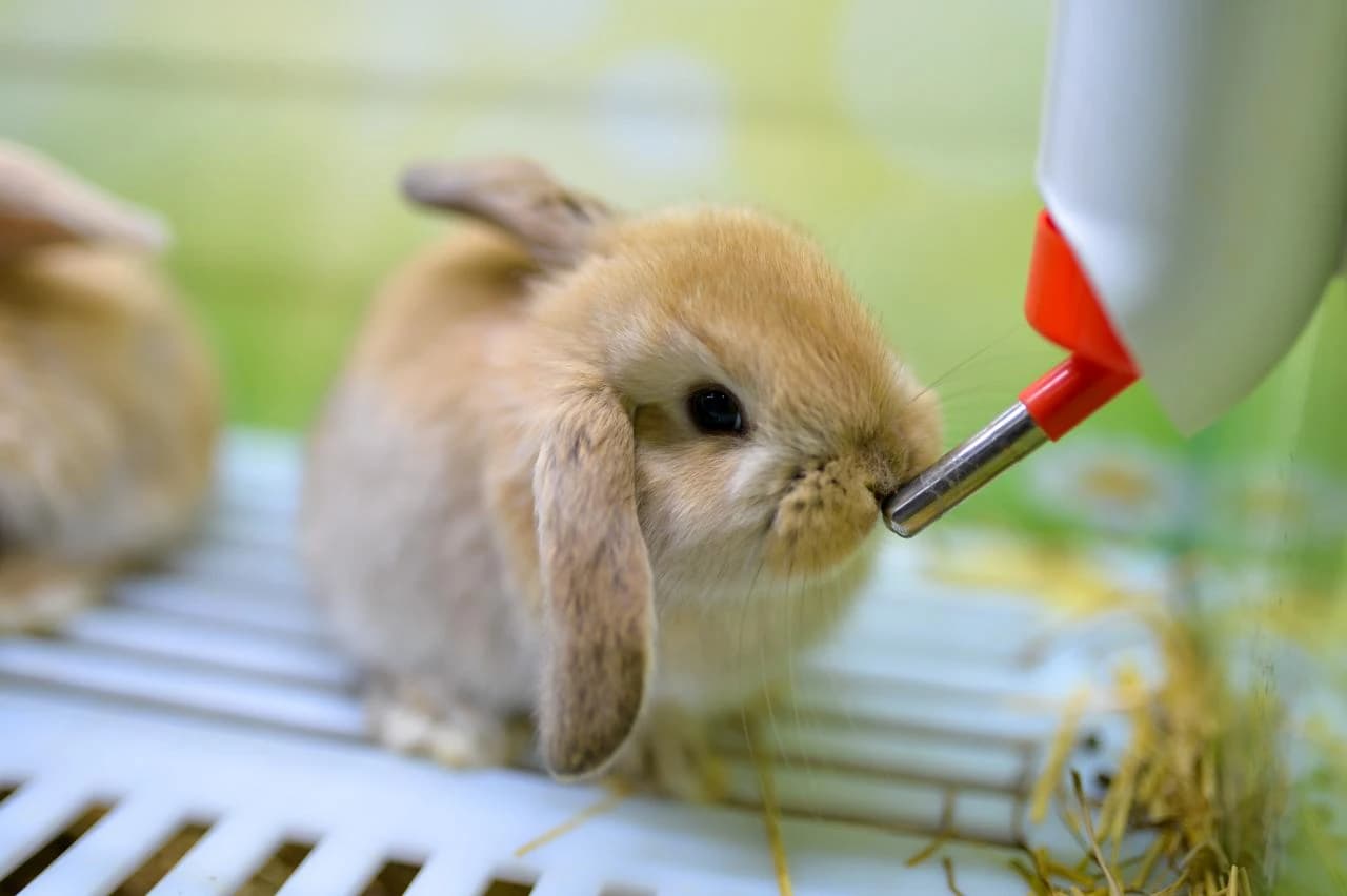 PET CITY, najveći lanac trgovina za kućne ljubimce