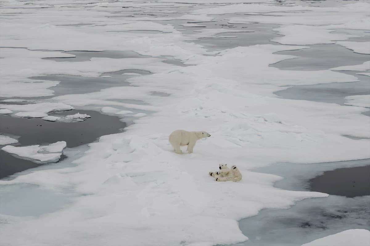 Polarni medvjed na ledu