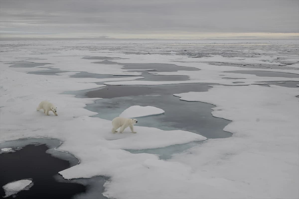Polarni medvjed na ledu