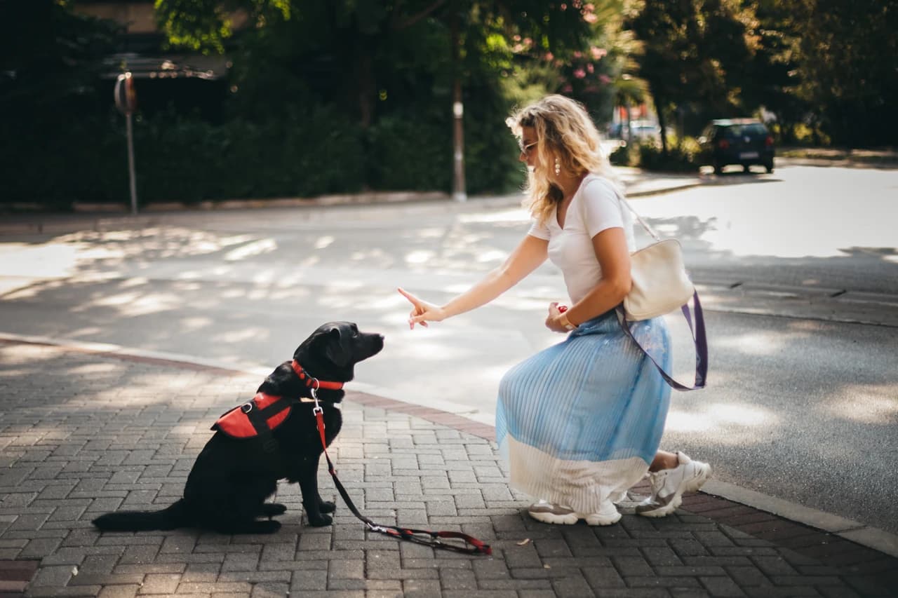 Labradorica Irma - terapijski pas