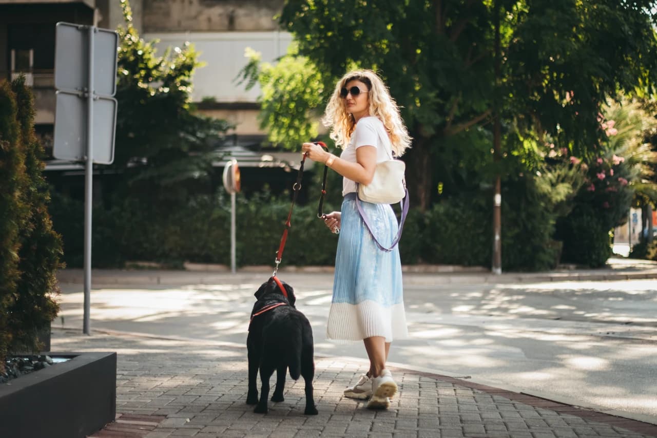 Labradorica Irma - terapijski pas
