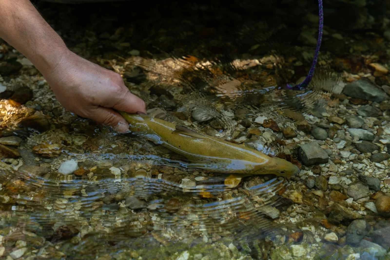 Istraživanje ribljih populacija u rijeci Buni 