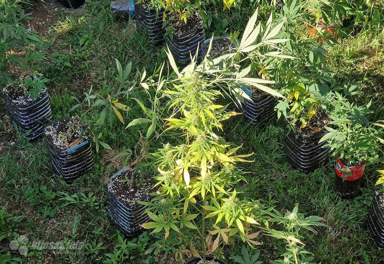 Trava pronađena u Raštanima