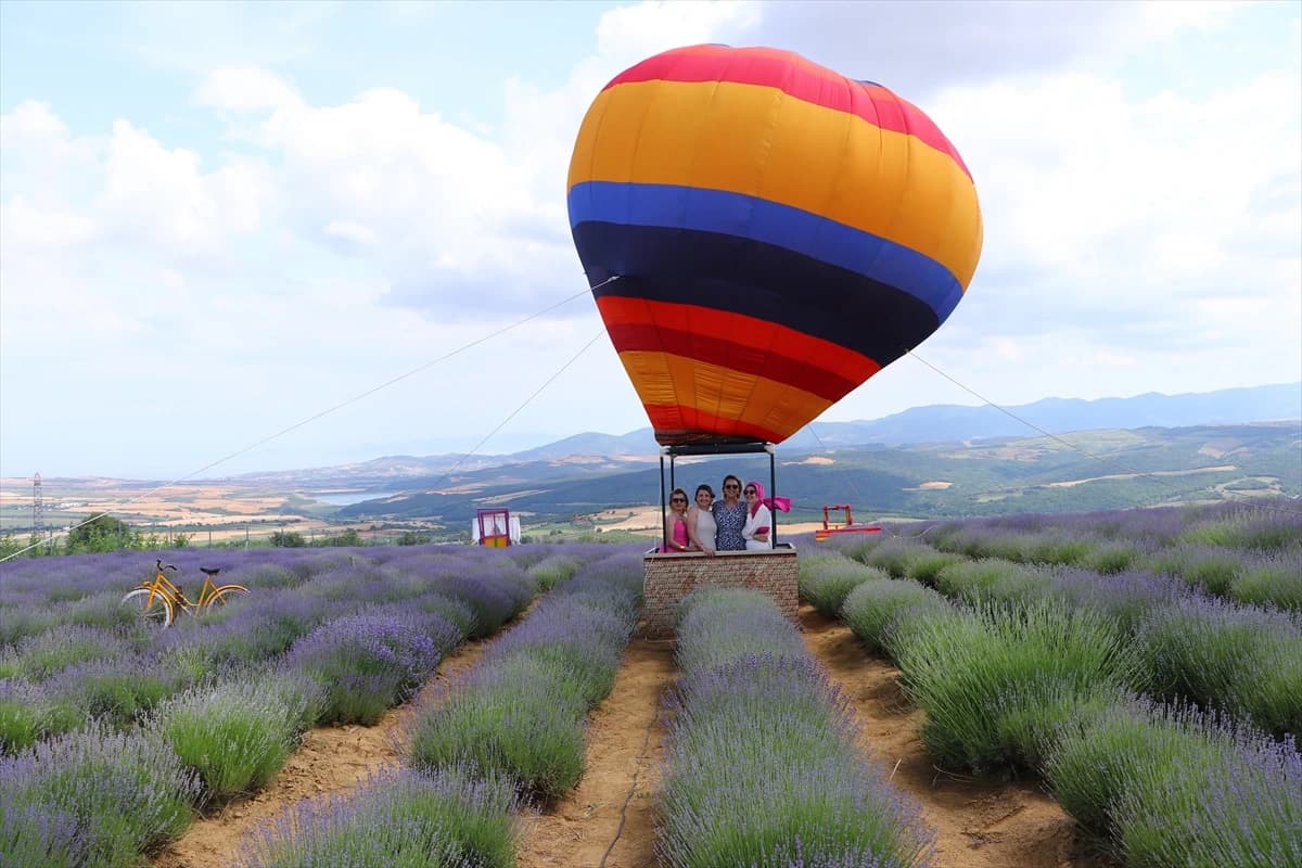 Dani lavande privlače veliki broj zaljubljenika u ovu biljku